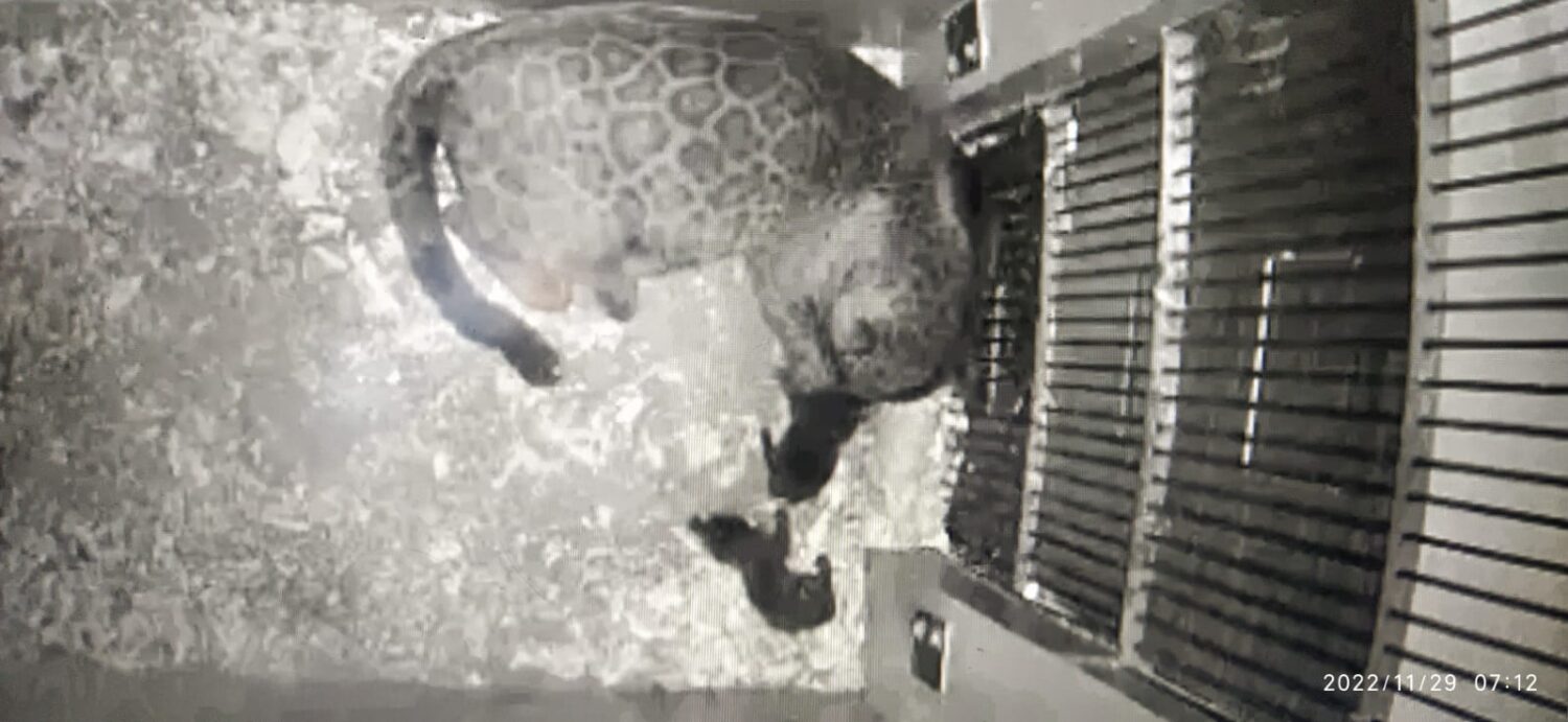 No Dia Internacional Da Onça Pintada Câmeras Flagram Nascimento De